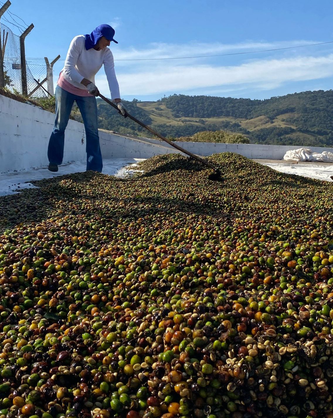 Coffee cherries drying on a patio, raked by hand, with green mountains behind