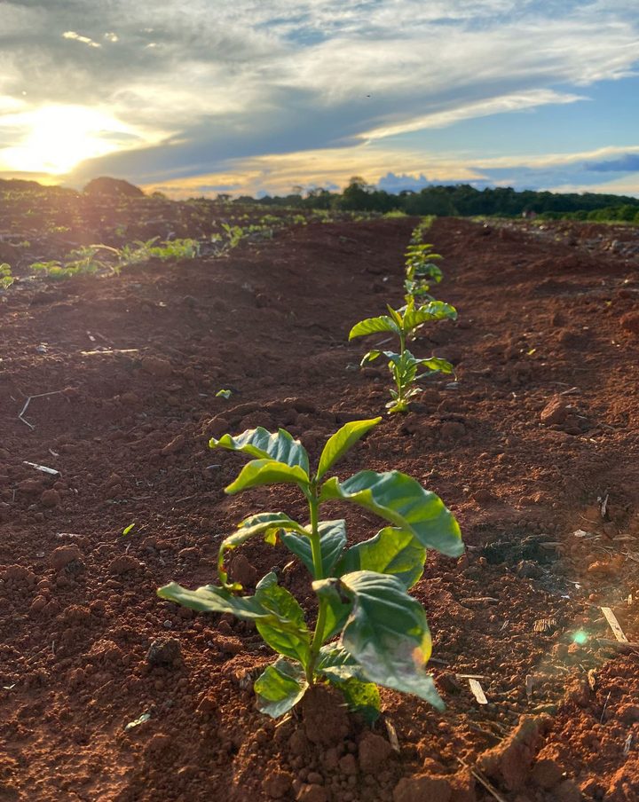 A young coffee seedling in red soil at sunset