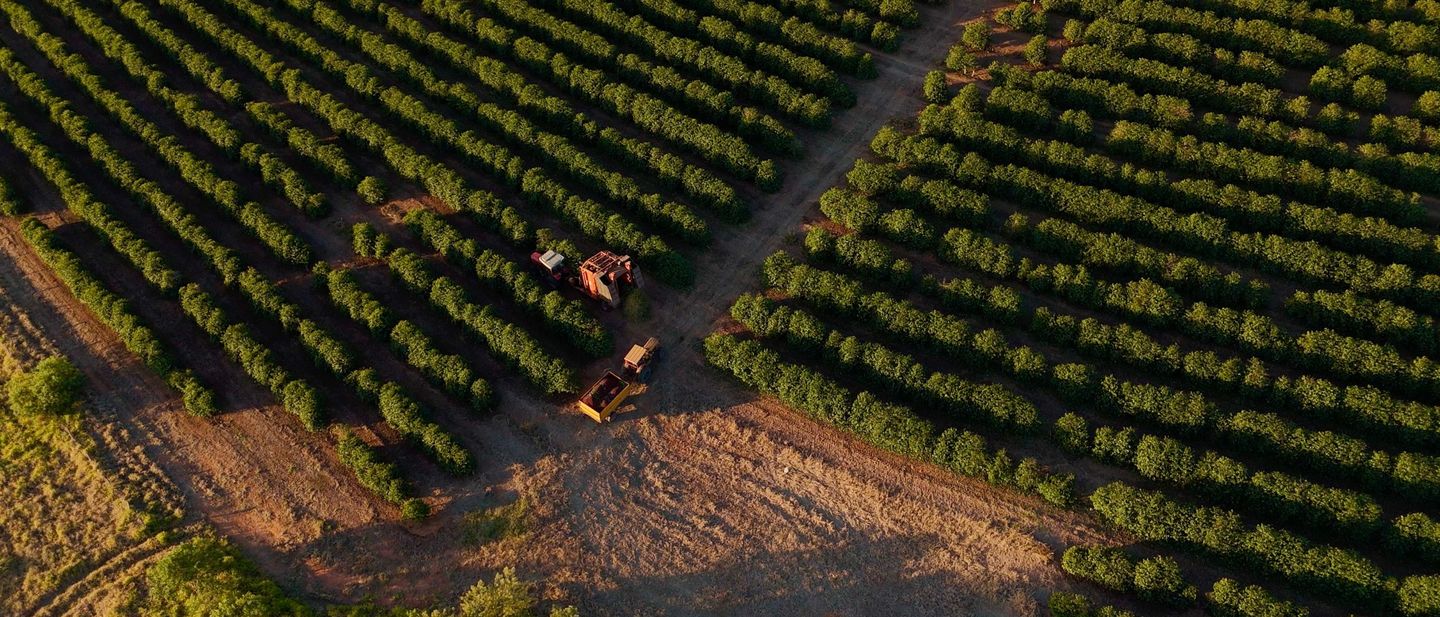 Aerial view of a harvester working between long rows of coffee trees at golden hour