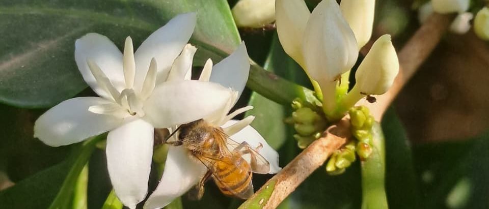 A bee visiting a white coffee flower