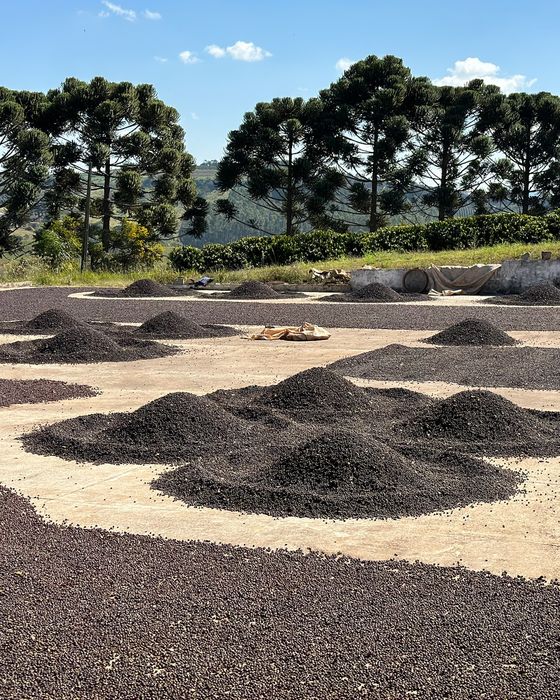 Coffee drying in mounds on a patio lined with araucaria trees