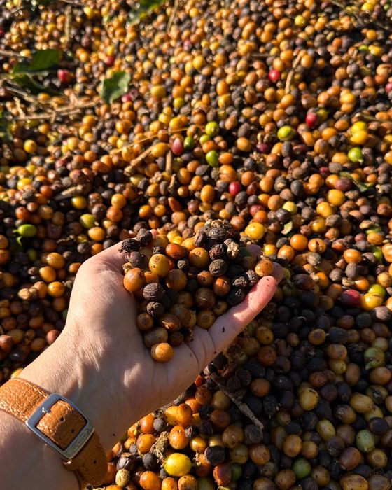 A hand holding freshly harvested cherries at different stages of drying