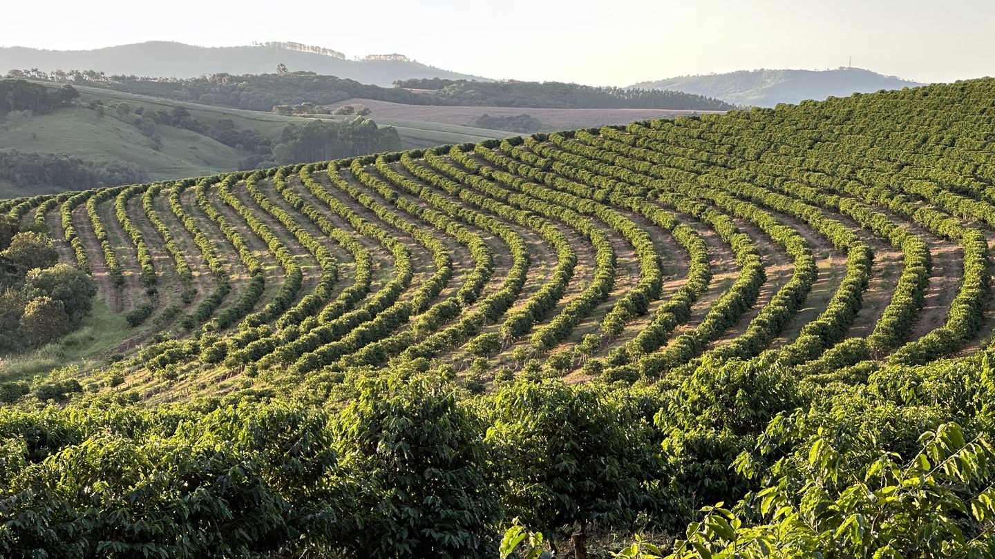 Curved rows of coffee across the hills, with the Mantiqueira mountains on the horizon