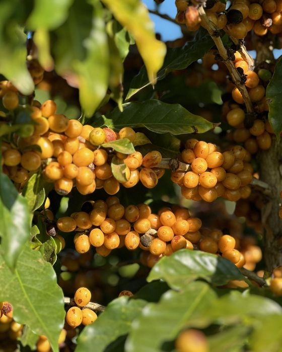 Clusters of ripe yellow coffee cherries on the branch