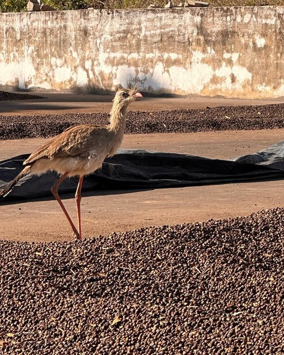A seriema bird walking across the drying patio
